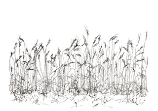 Koren zwart wit, inkt en aquarel, serie Nature