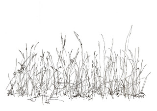 Gras zwart wit, inkt en aquarel, serie Nature