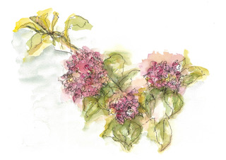 Hortensia, inkt en aquarel, serie Nature